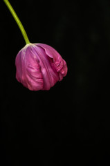 Purple tulip with fallen petals. Purple tulip on a black background.