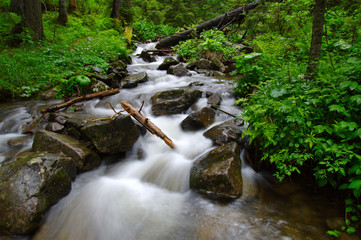 Fototapeta premium River in the woods