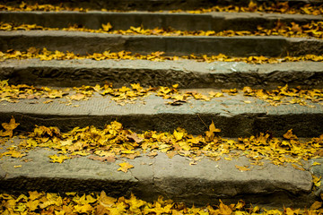 Obraz premium Autumn Leaves