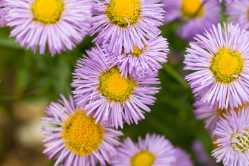 Obraz premium Aster II