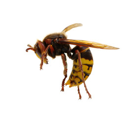 hornet isolated on white