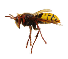 hornet isolated on white