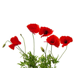 red poppies on white