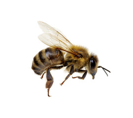 Bee on the white