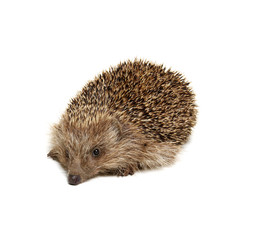 Hedgehog  isolated on white