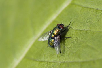 Naklejka premium fly II