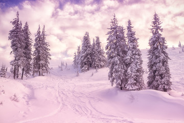Soft winter landscape with fir trees, fresh fluffy snow and amazing sunset cloudy sky
