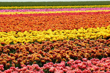 background of tulips field different colors in Holland