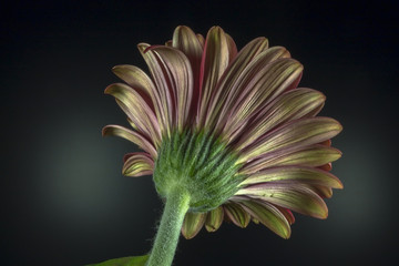 Bottom part of gerbera flower on a black background 