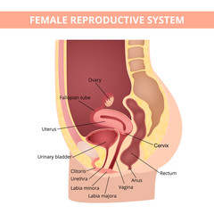 reproductive system