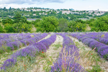 Lavender fields near Valensole in Provence, France.