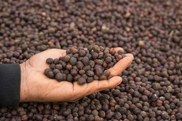 dried coffee berries in hand