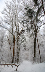 Beautiful winter landscape in forest with snow