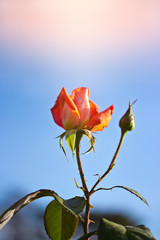 orange rose with yellow tone in morning