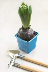 Spring flowers  background. Hyacinth bulb in a blue pot and small garden tools