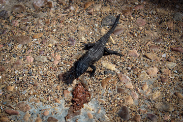 Lizard and ice cream, Cape of Good Hope, South Africa