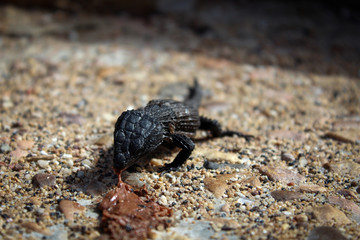 Lizard and ice cream, Cape of Good Hope, South Africa