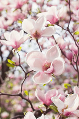 Fototapety  Kwiaty drzewa magnolii na wiosnę