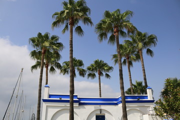 Palm Trees