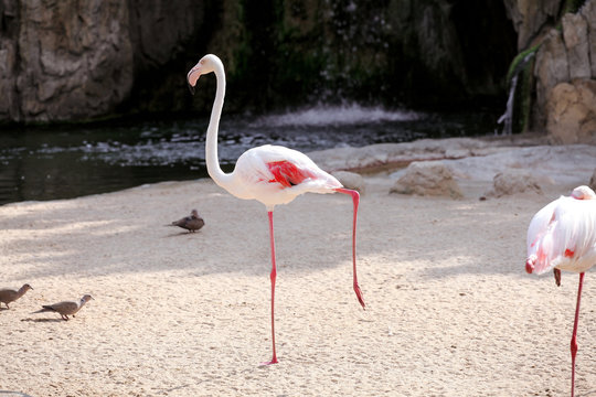 Fototapeta Flamingo bird in a beautiful ambient enjoying the sunny day