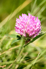 Beautiful red clover on a natural background in spring