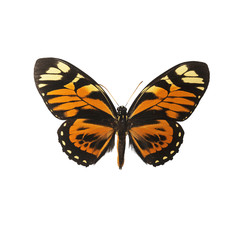 Butterfly isolated on white