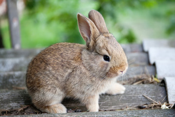 Naklejka na ściany i meble Small cute rabbit funny face, fluffy brown bunny on gray stone background. soft focus, shallow depth field