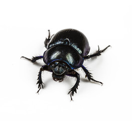 dung Beetle violet black on white background - obrazy, fototapety, plakaty