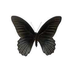 Butterfly isolated on white