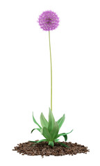 allium flower isolated on white background