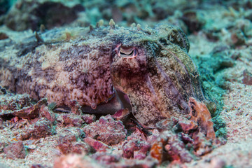 Cuttlefish close-up. Sipadan island. Celebes sea. Malaisia.