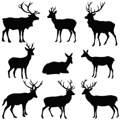 Deer collection - vector silhouette © Hein Nouwens