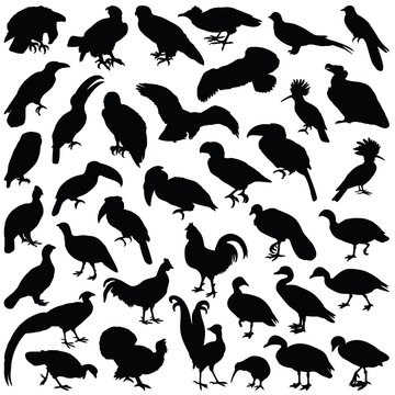 Bird collection - vector silhouette