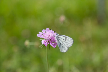 Portrait of black-veined white butterfly (Aporia crataegi)
