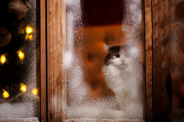 the cat looks at the street through the frozen winter window