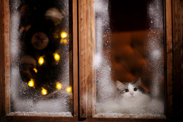 the cat looks at the street through the frozen winter window
