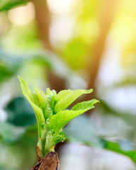 top leaf mulberry tree with yellow tone
