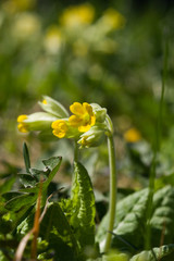 Beautiful yellow wild primulas on a natural background in spring