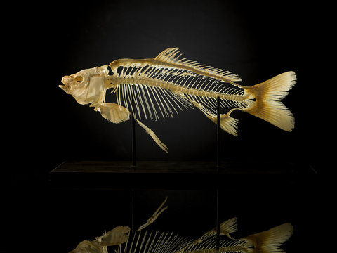 Taxidermy skeleton of fish against black