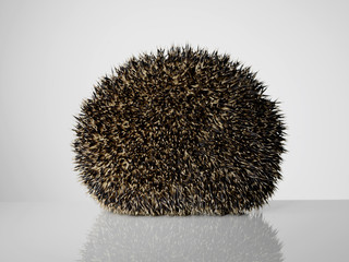 Taxidermy Hedgehog rolled in a ball on grey background