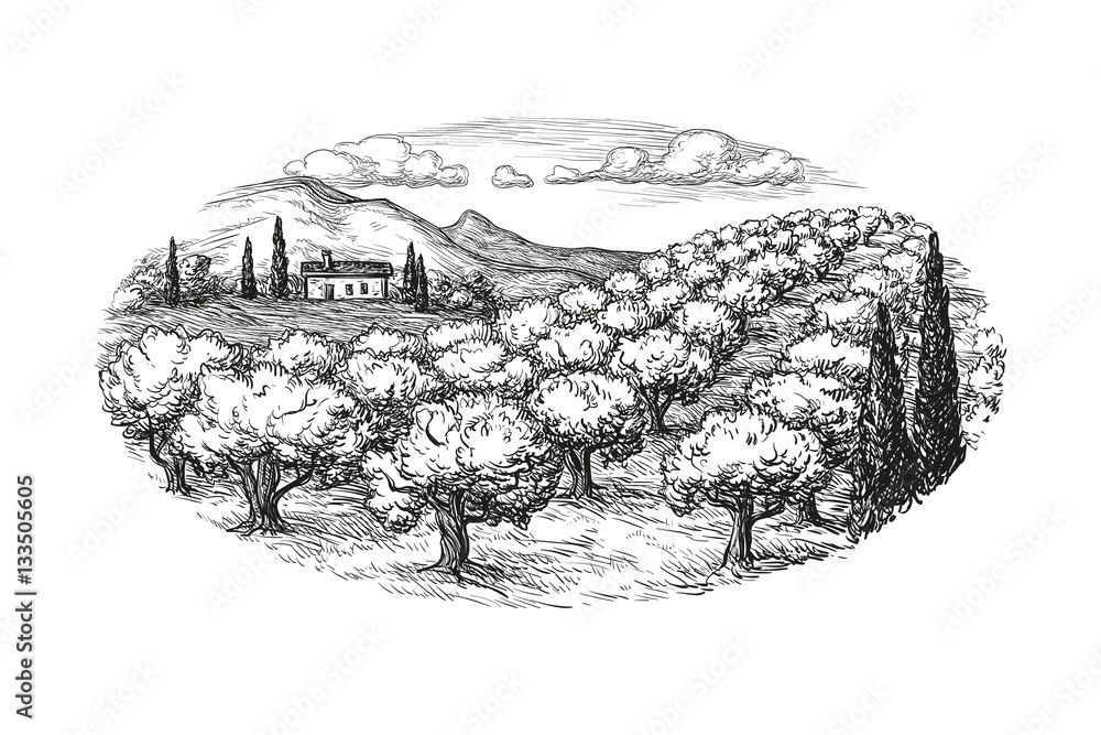 Wall mural olive grove landscape