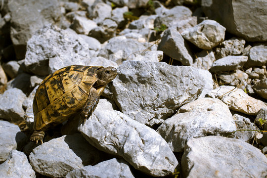 Land turtle crawling on rocks in natural conditions.