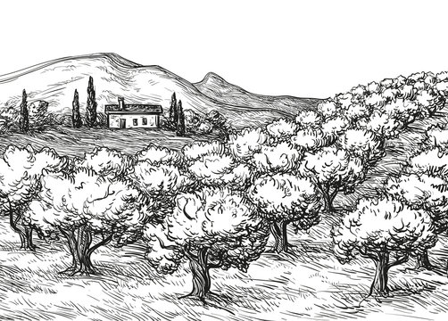Olive grove landscape