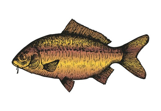 Carp fish sketch. vector illustration