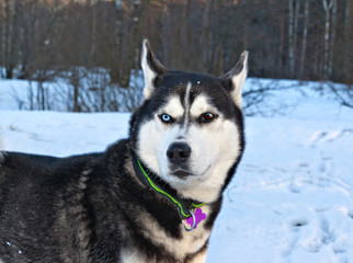 Portrait of a dog Siberian husky in winter forest
