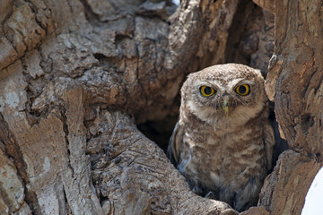 Owl, Spotted owlet (Athene brama) in tree hollow,Bird of Thailand