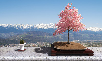 Obraz premium Bonsaï de cerisier en fleur