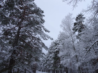 Trees covered in snow, forest in Latvia