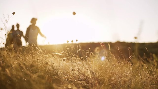 Close up footage of wildflowers with sunlight while three tourists walking on background with map and backpack. In slowmotion
