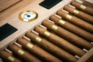 cigars in the humidor - obrazy, fototapety, plakaty